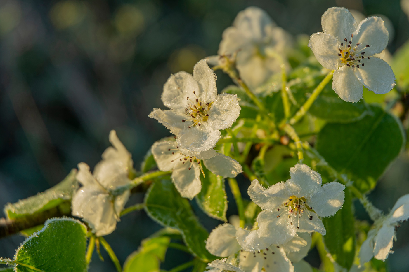 груша в "сахаре"