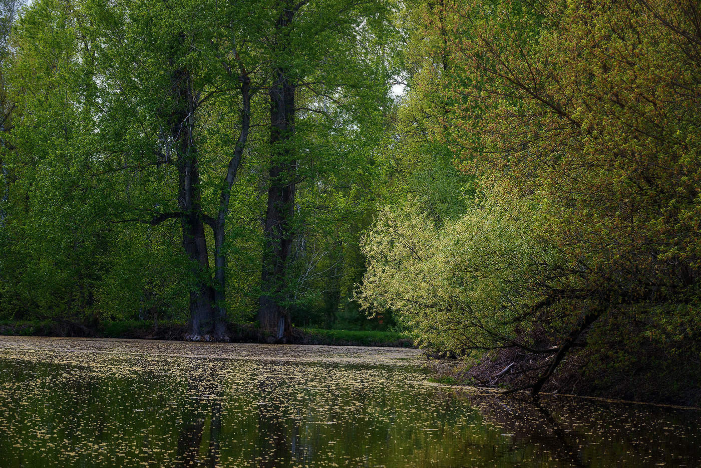 Старый пруд...