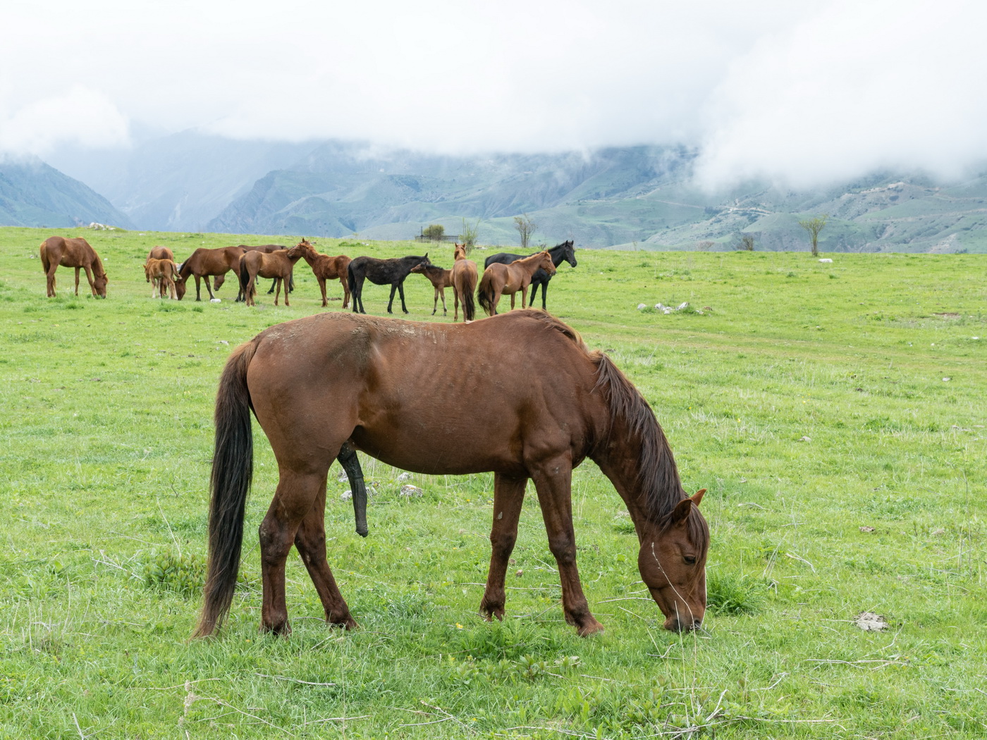 Хозяин табуна.