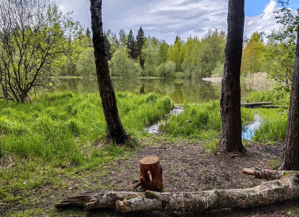Весенний прудик.