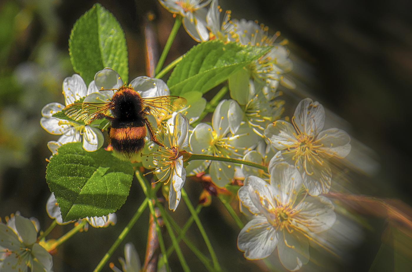 Мохнатый шмель.