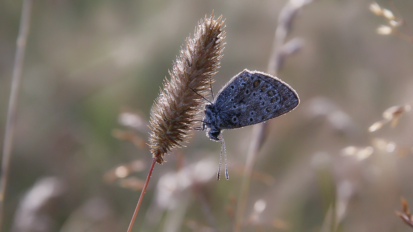 ചിത്രശലഭം