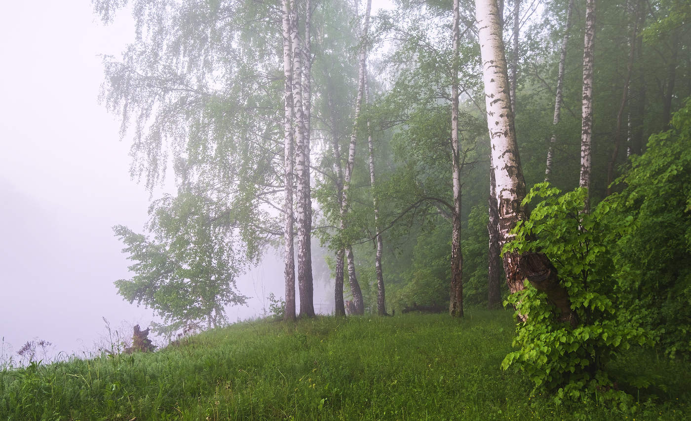 Туман у леса