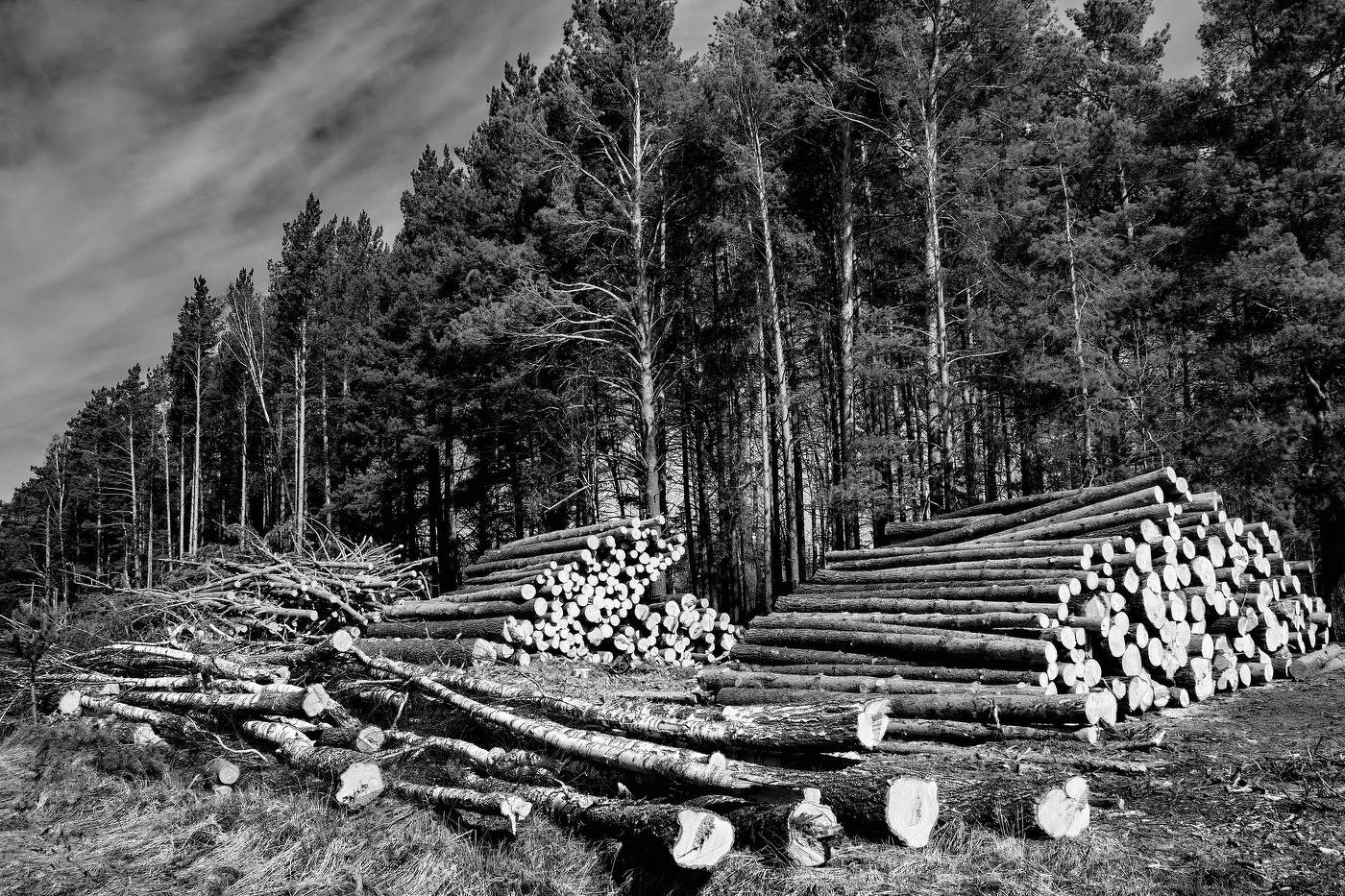На лесосеке.