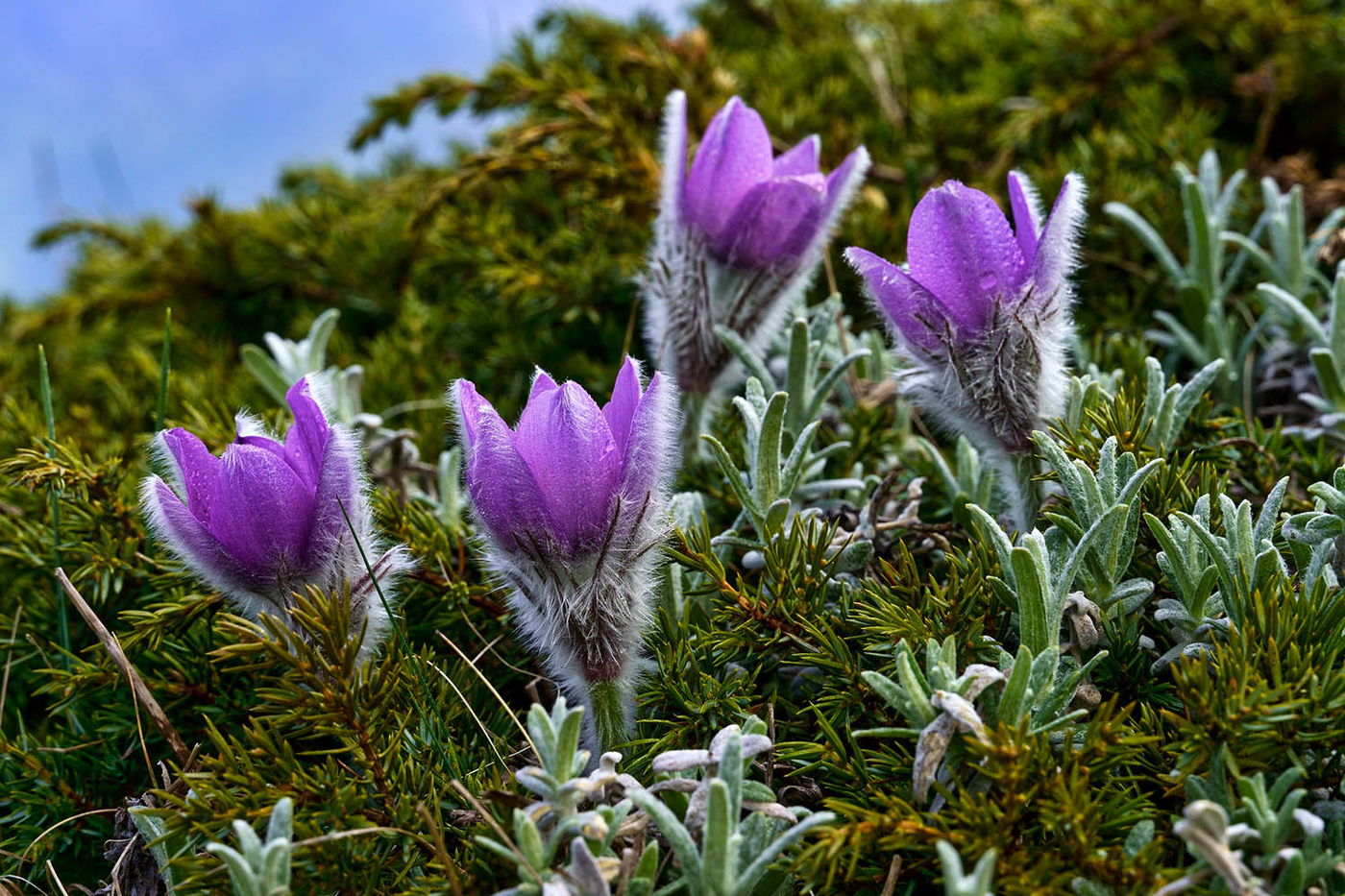 Прострел Крымский