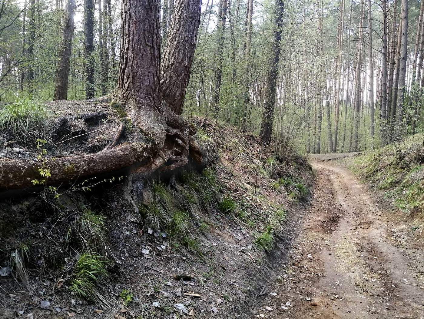 Лесная дорога