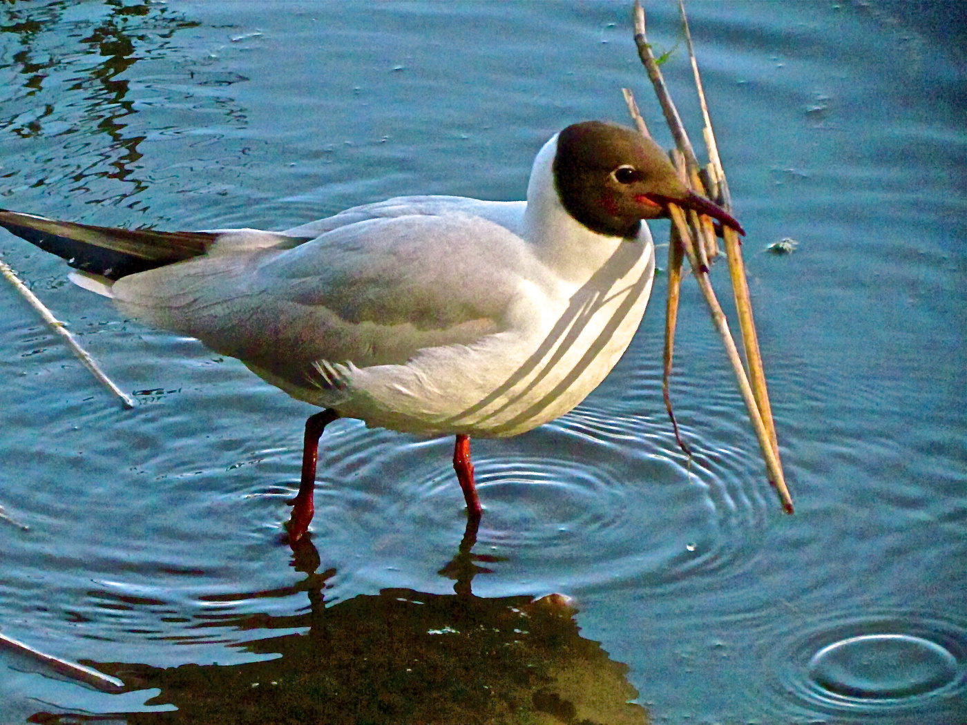 Вся в заботах