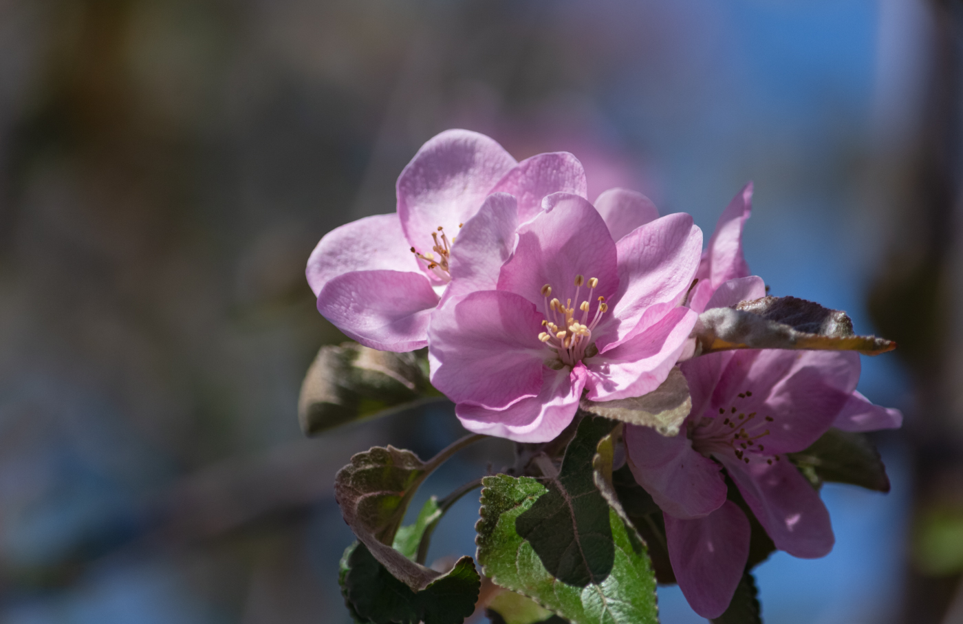 Яблони в цвету - Весны творенье!