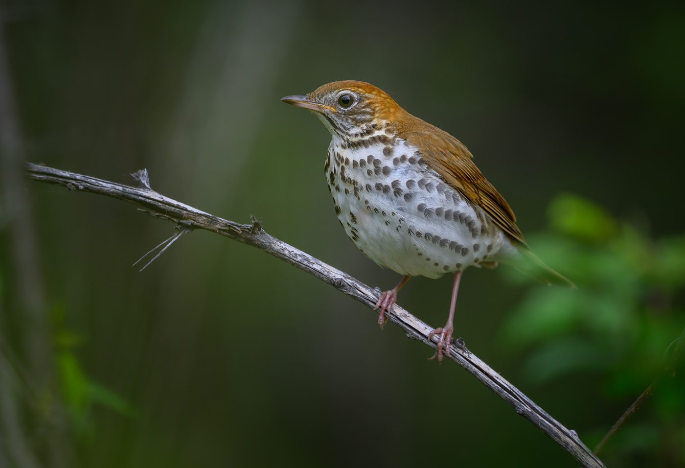 Wood Thrush (Hylocichla mustelina)