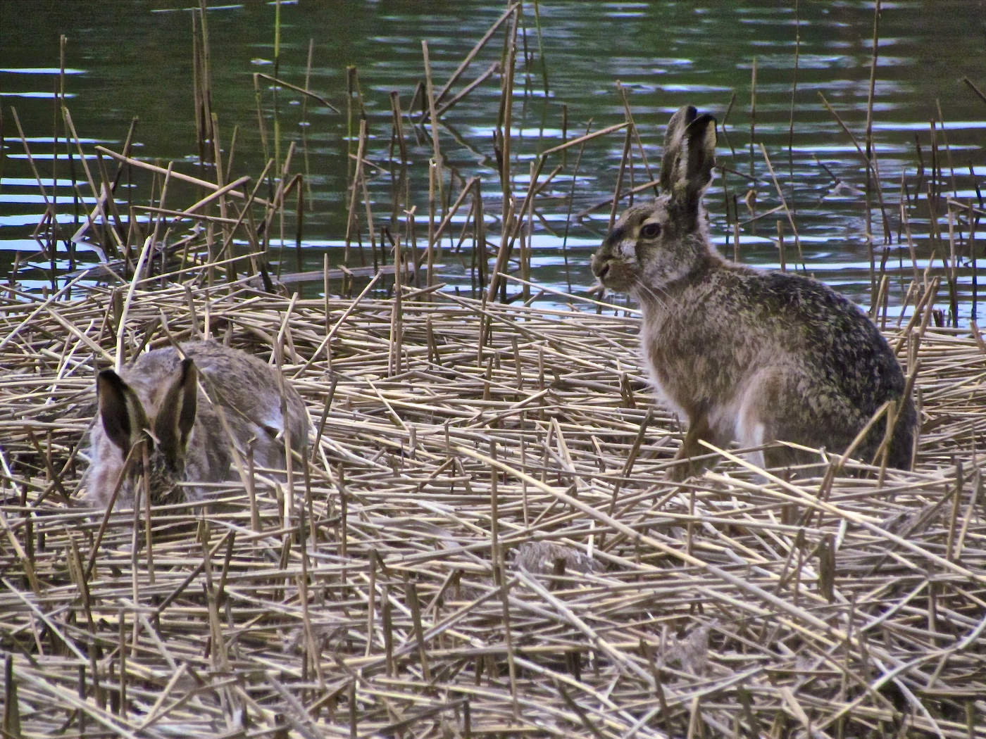 Одного поймал :)