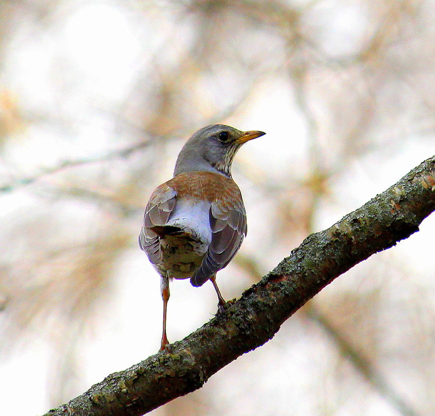 Дрозд весной!