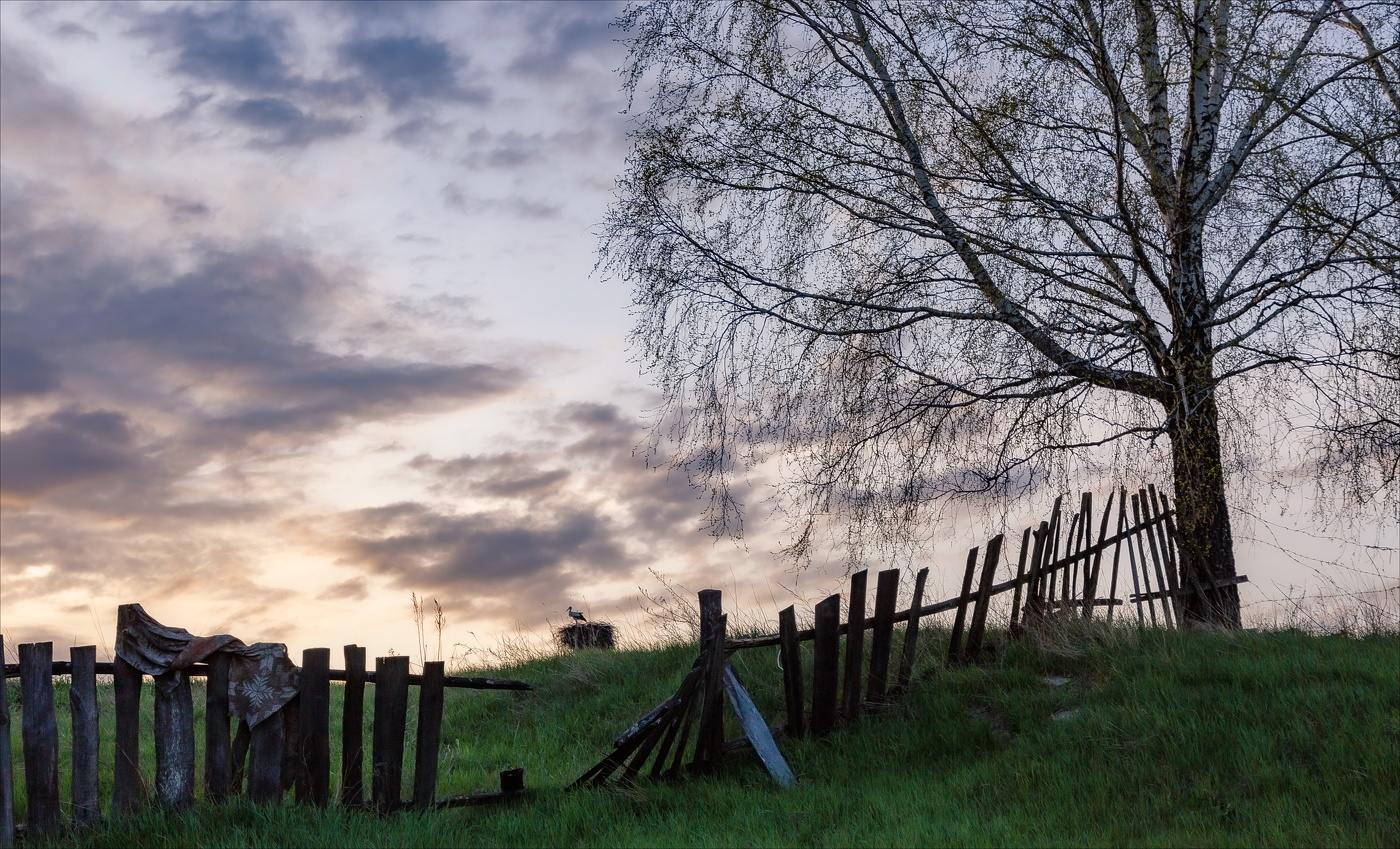 АИСТЫ ВЕРНУЛИСЬ...