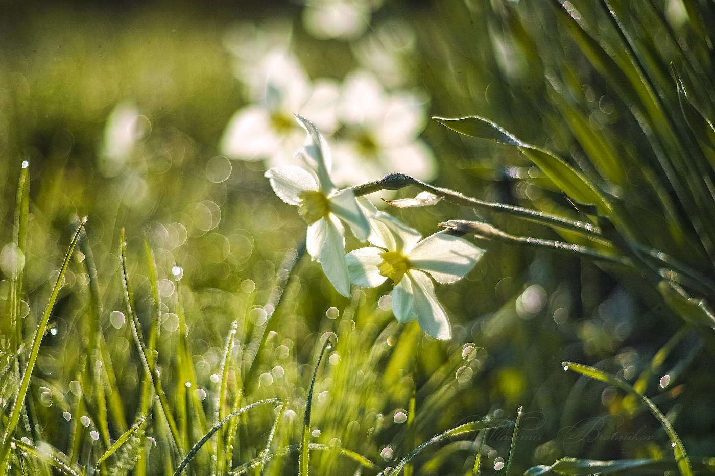 Майское цветение