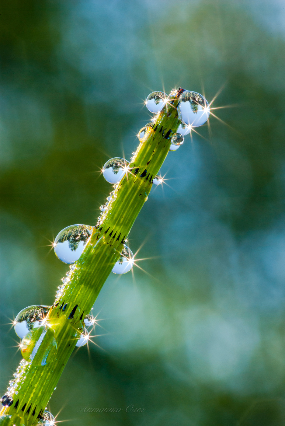 Утренняя роса на хвоще.