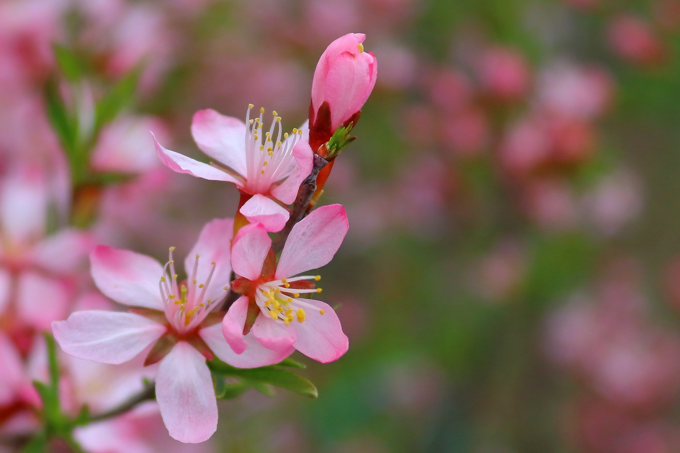 Цветущий май 2019
