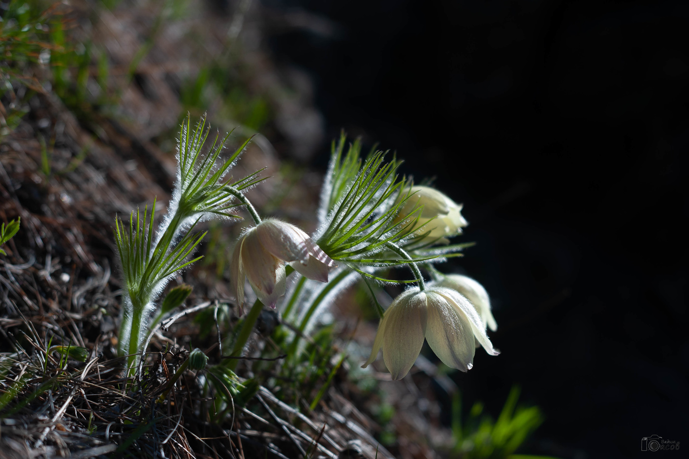 Лютики цветочки...