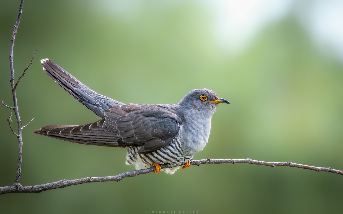 В тельняшке