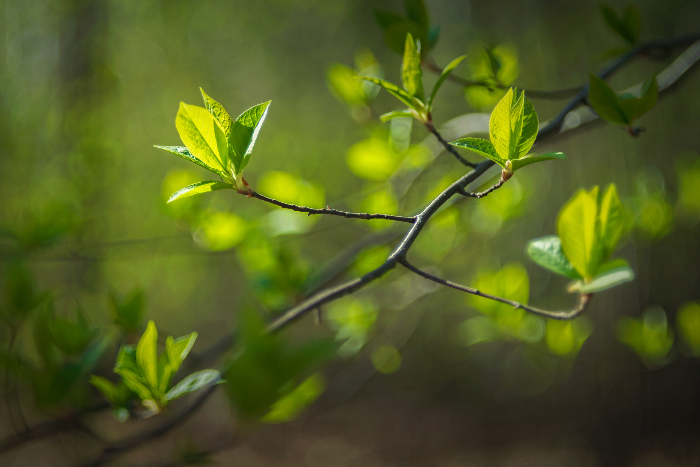 Майская зелень