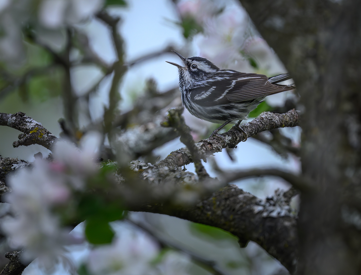 Black-and-white warbler