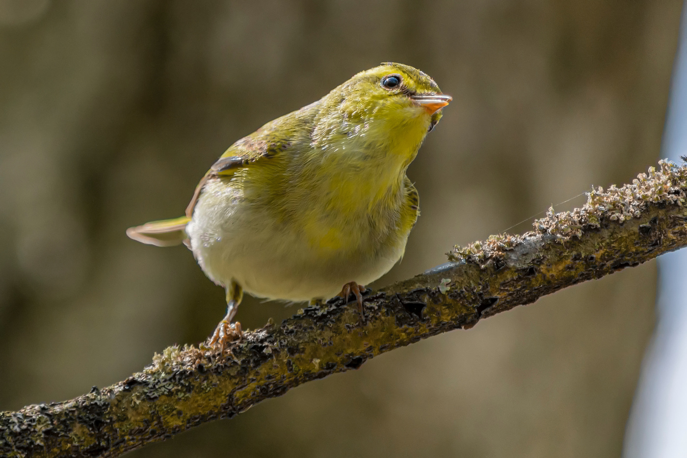 а кто это тут у нас?