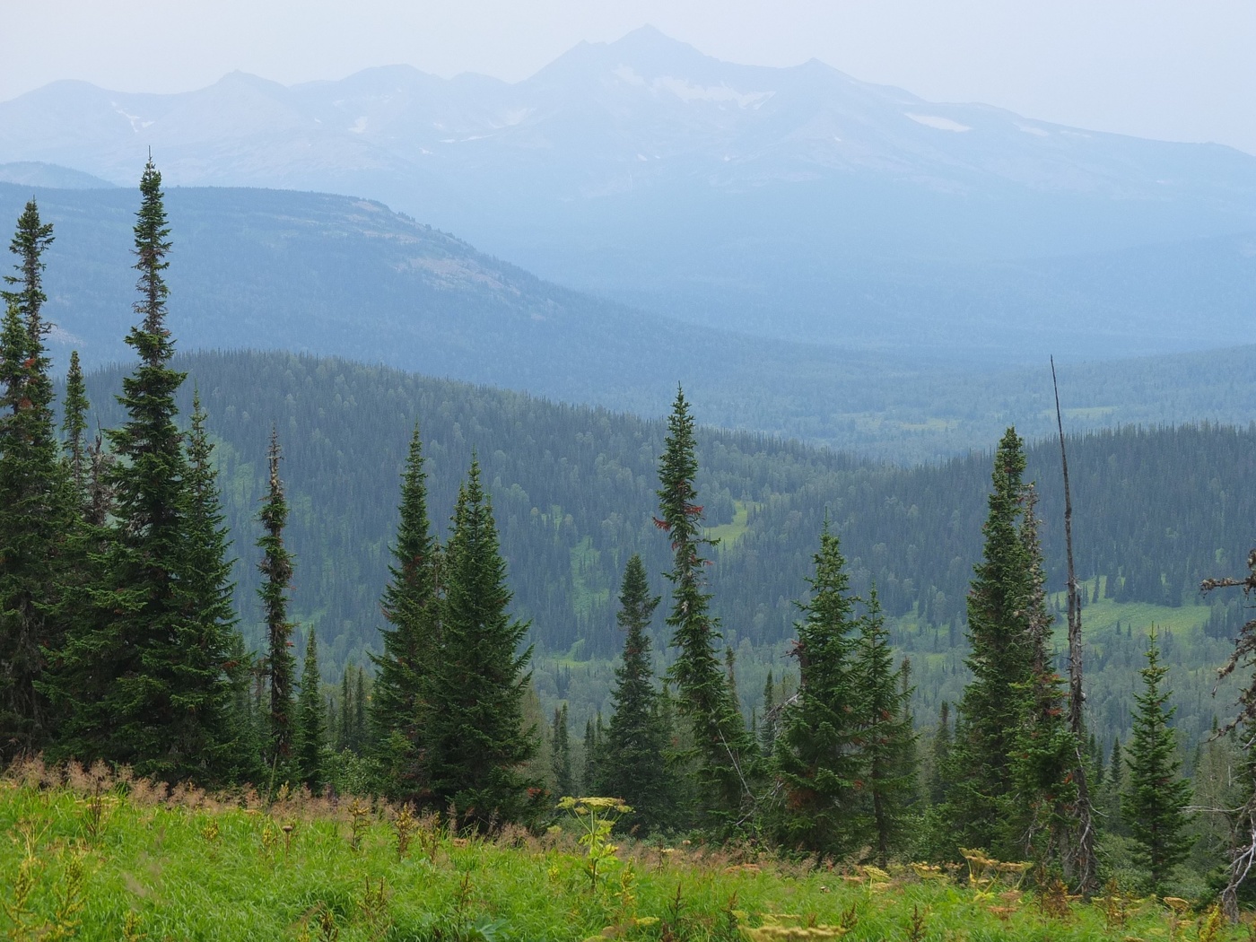 "Золотая долина"