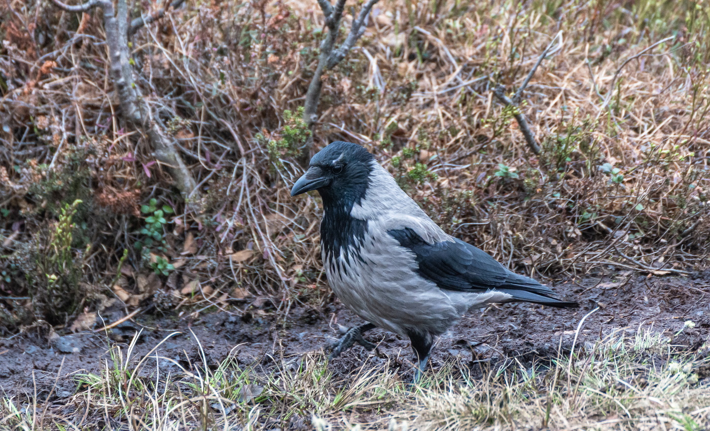 неспешною походкой