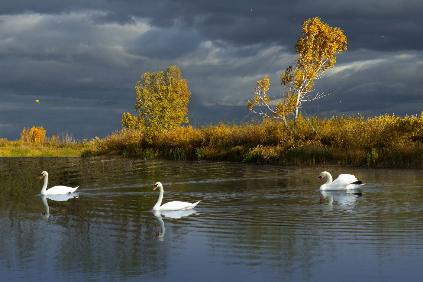 Пейзаж с лебедями, или лебеди с пейзажем?