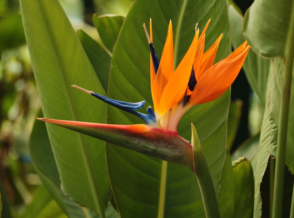 Красавица стрелиция