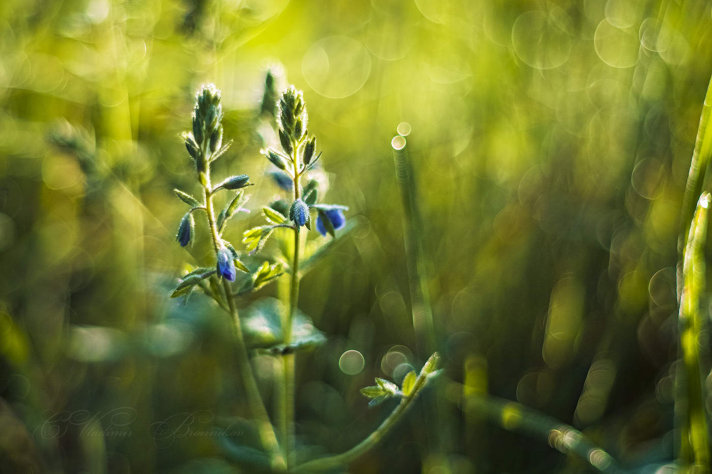 Цветы луговые