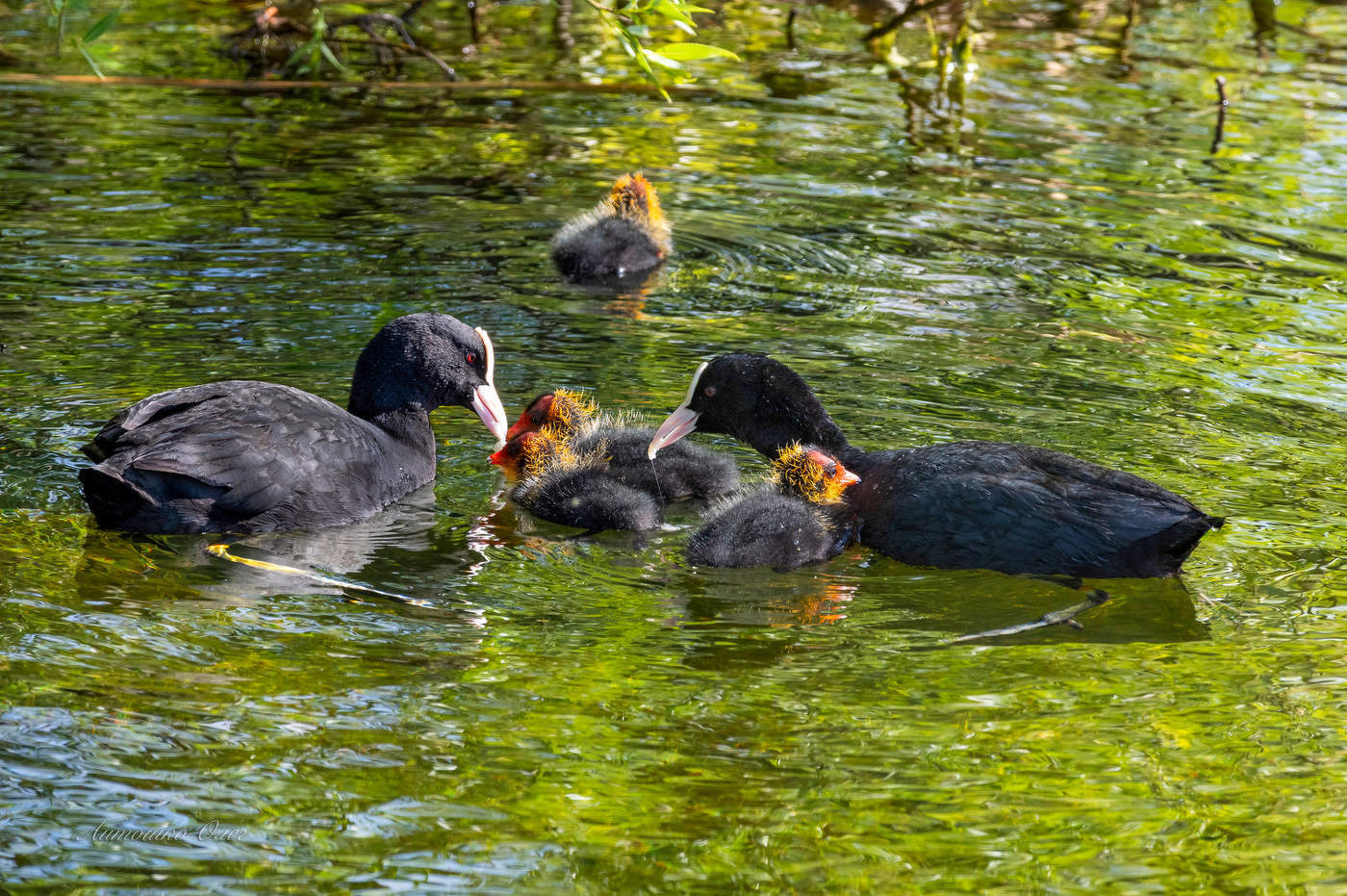 Кормление птенцов.