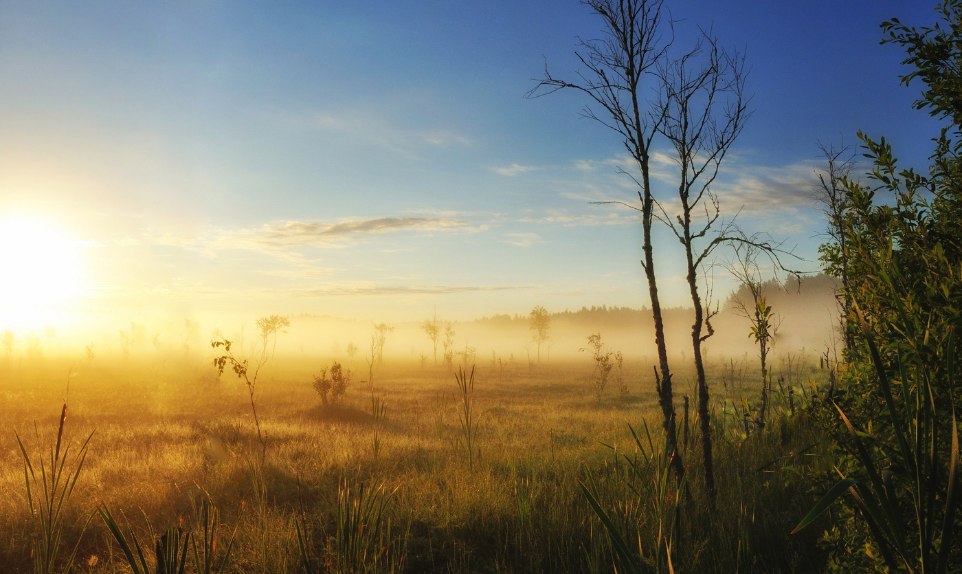 Рассвет на болоте.