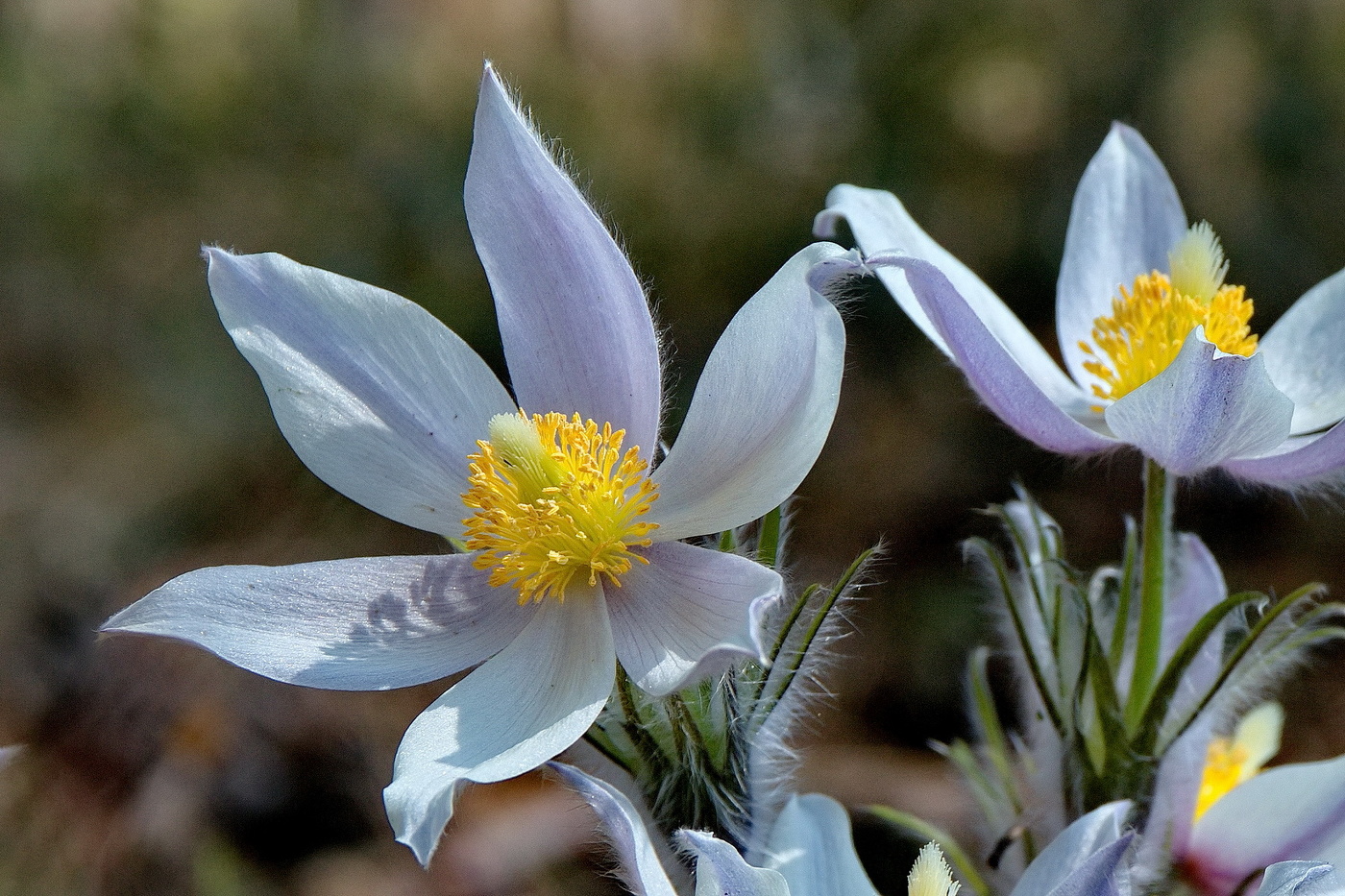 Весенний натюрморт.