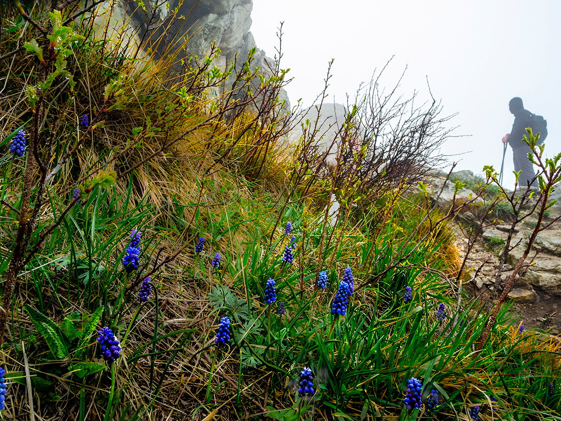Мышиные цветульки