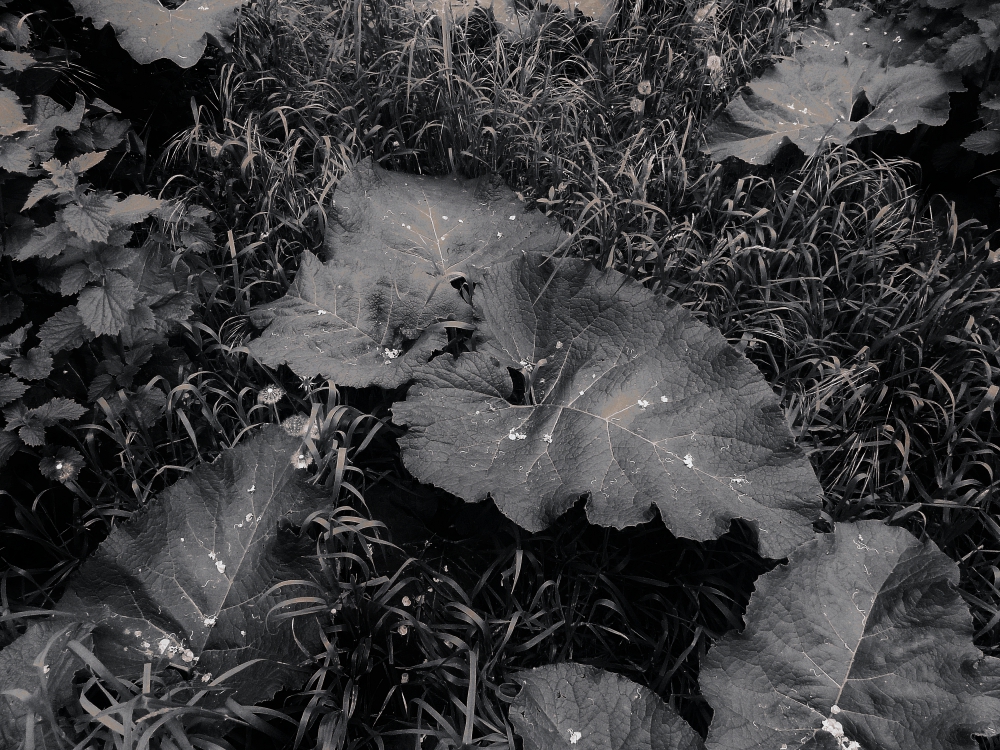 Главный лопух