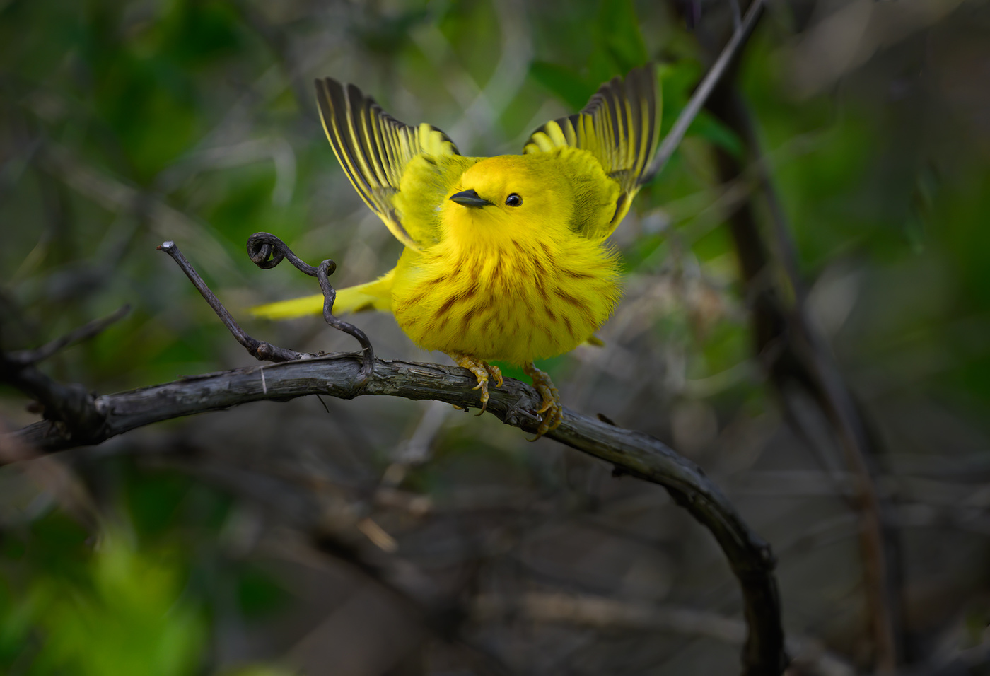 American yellow warbler