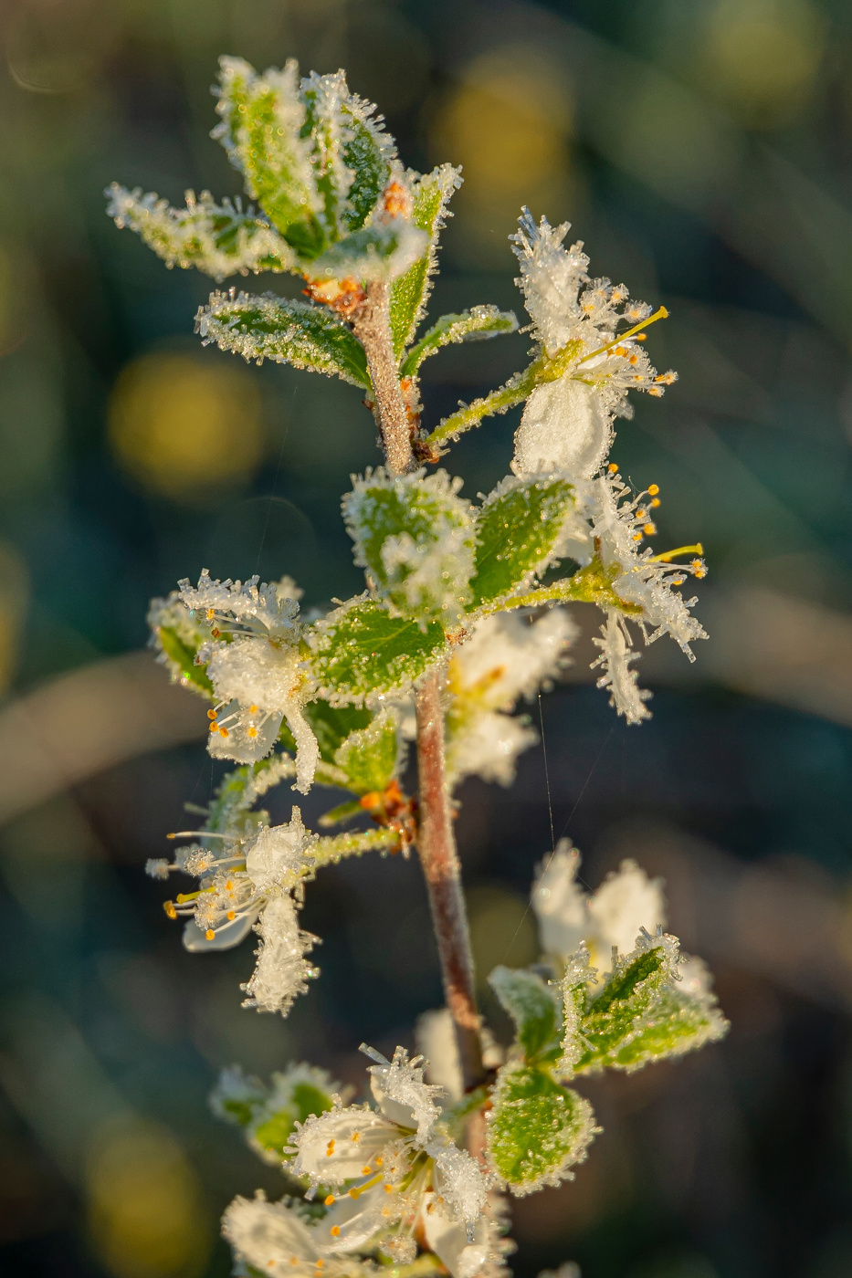 веточка цветущего тёрна