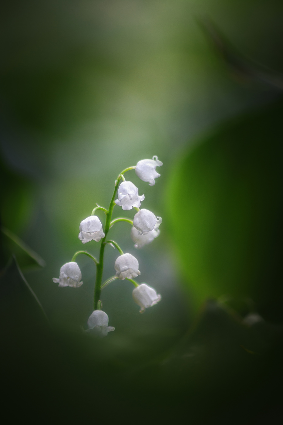 В зарослях травы, в низине, нежный цвет живёт в тени лощины...