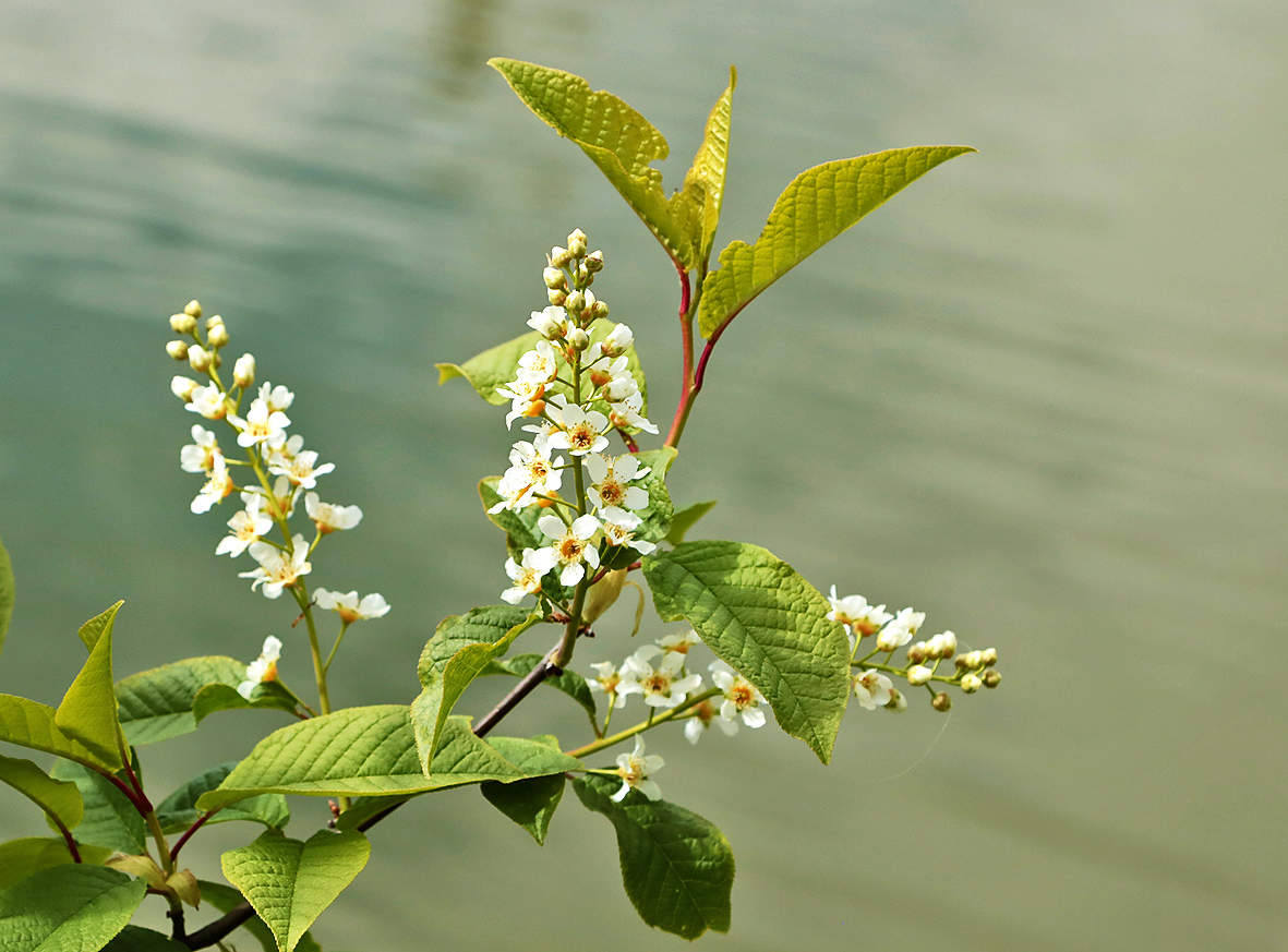Черёмуха над водой