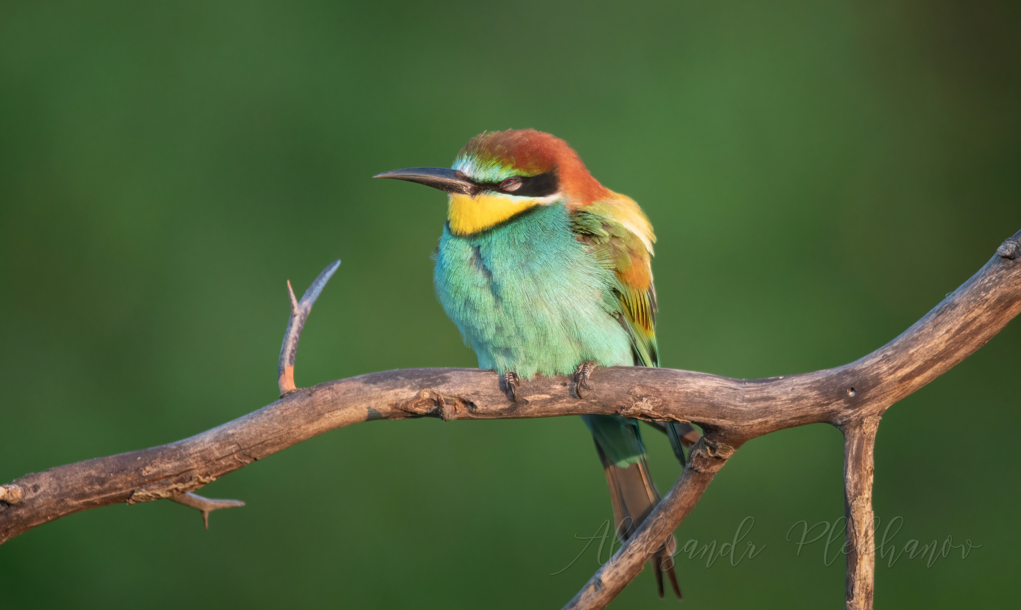 Вздремнулось на рассвете