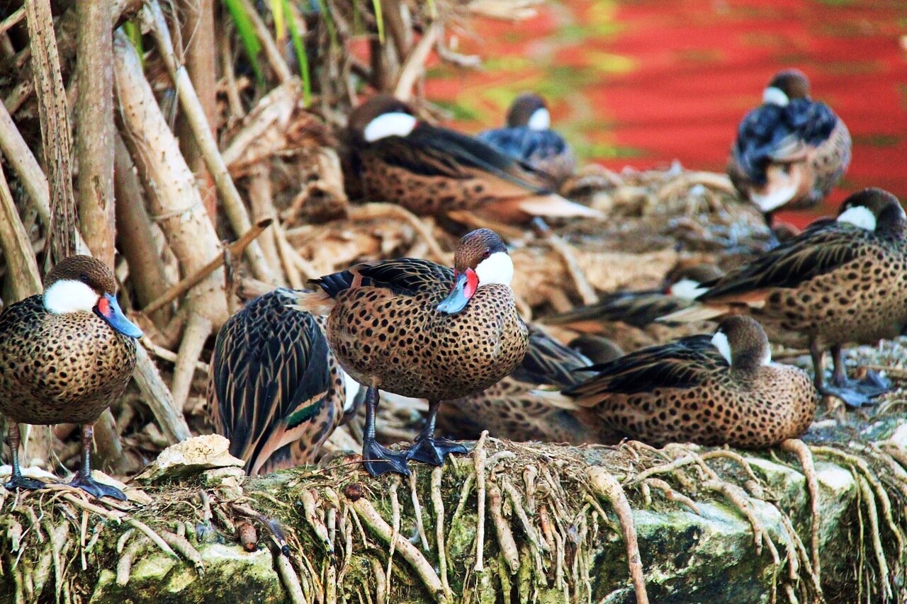 Послеобеденный отдых