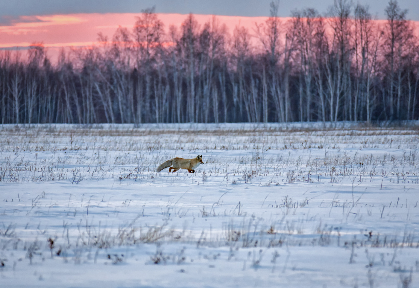 лиса на охоте