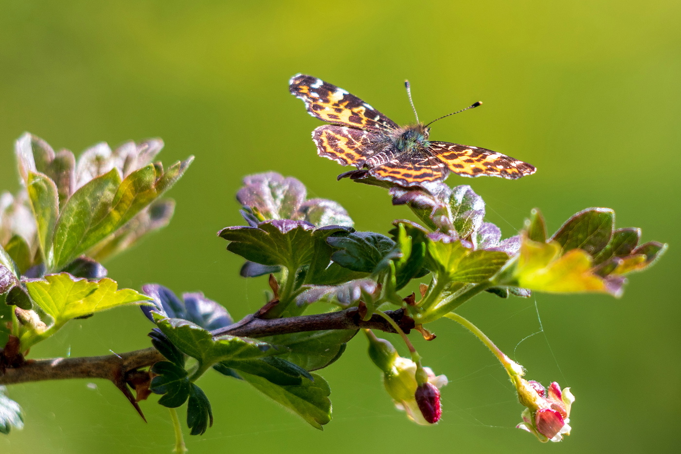 Пестрокрыльница изменчивая.