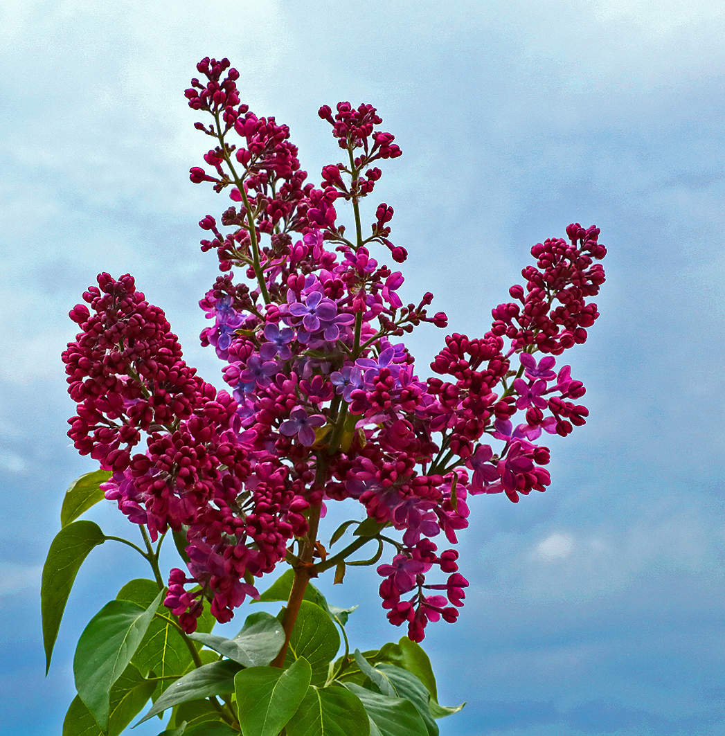 Вот и сирень подоспела...