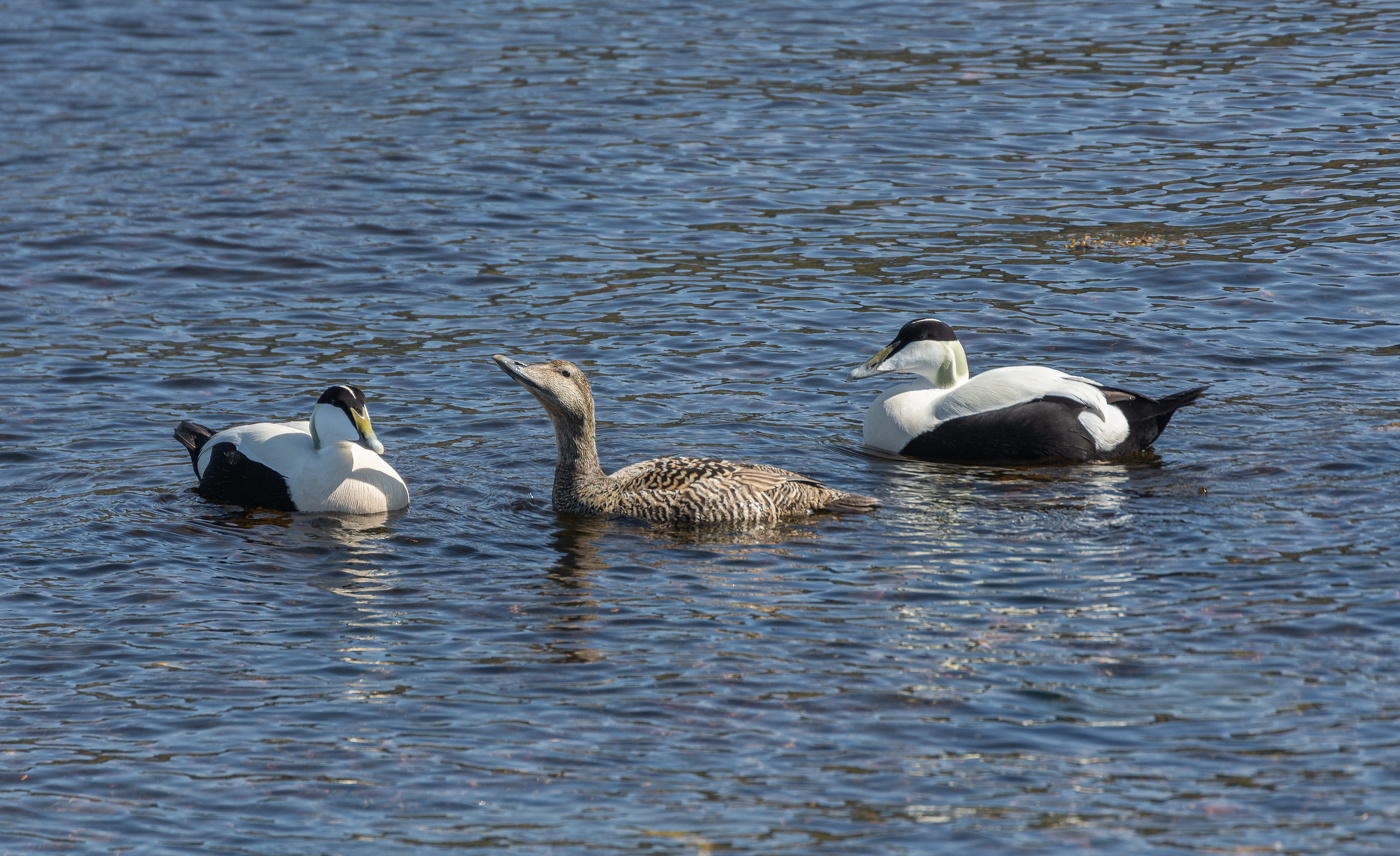 гага - северная птица