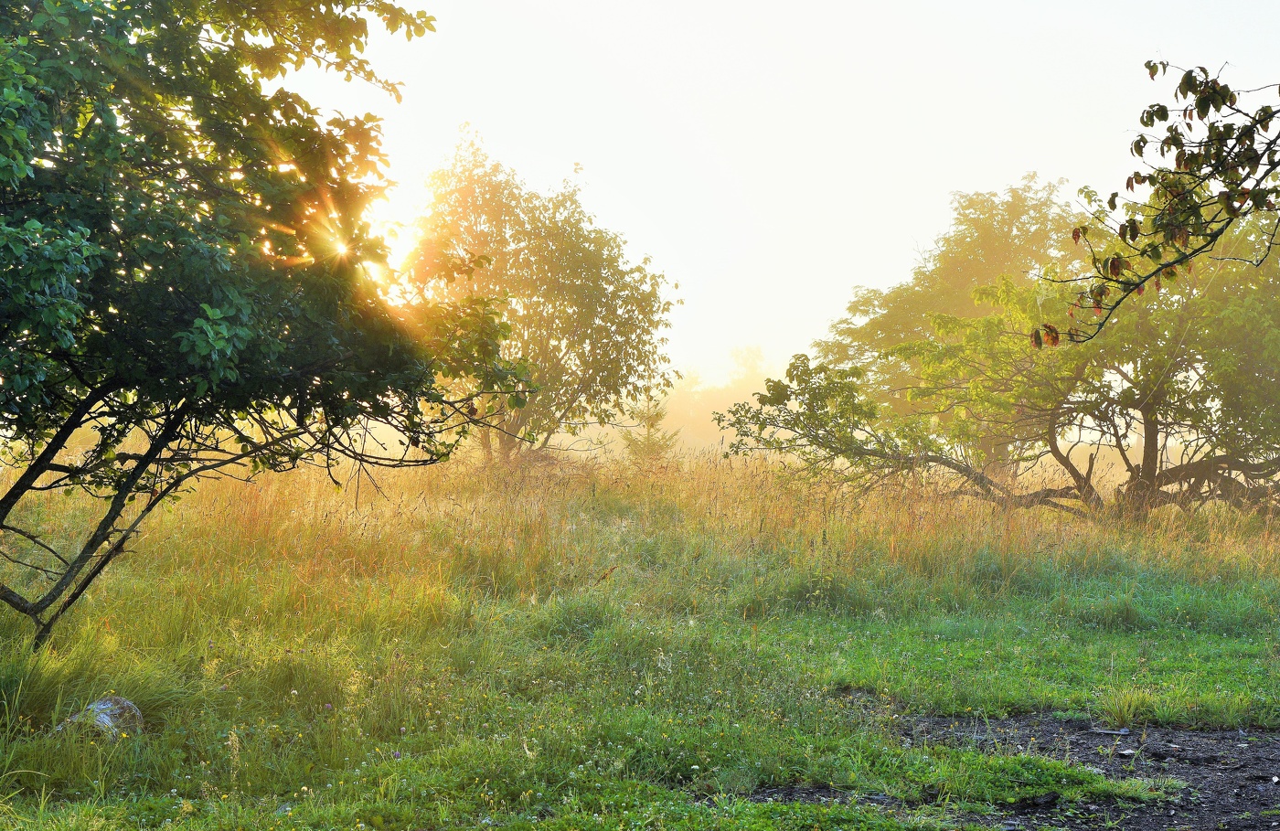 Утро в золотистом свете солнца ...