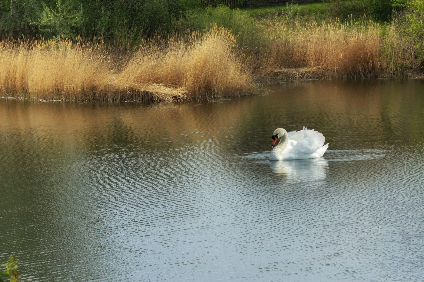 Лебедь на реке