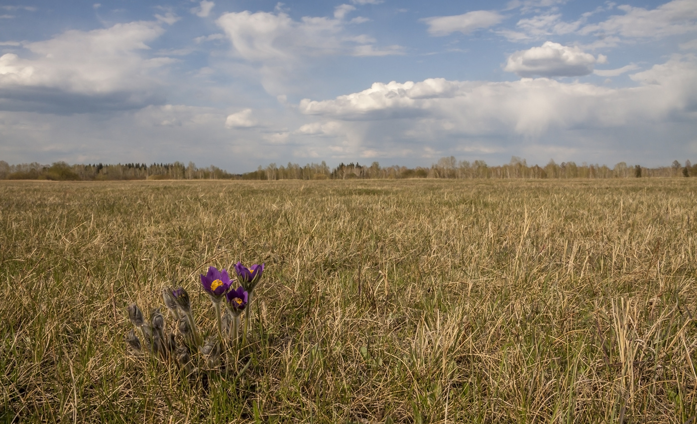 Во поле стояли