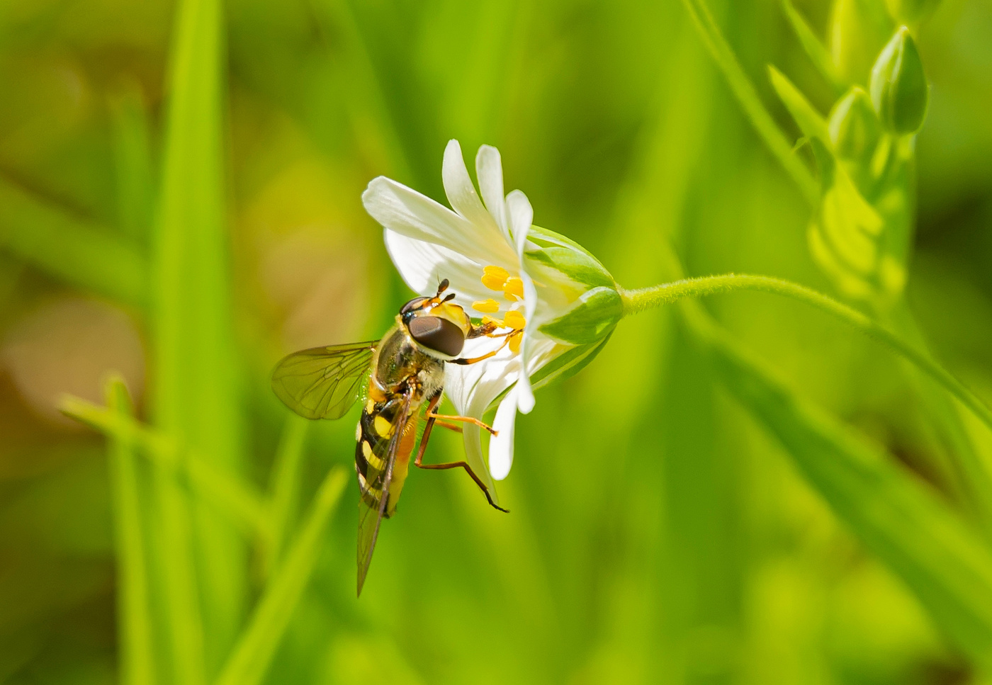 полуденная проба