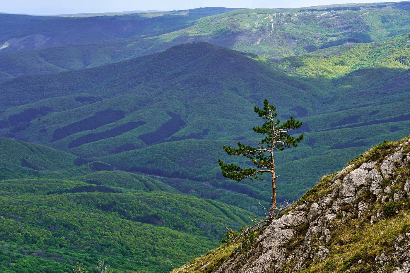 Одинокая сосна