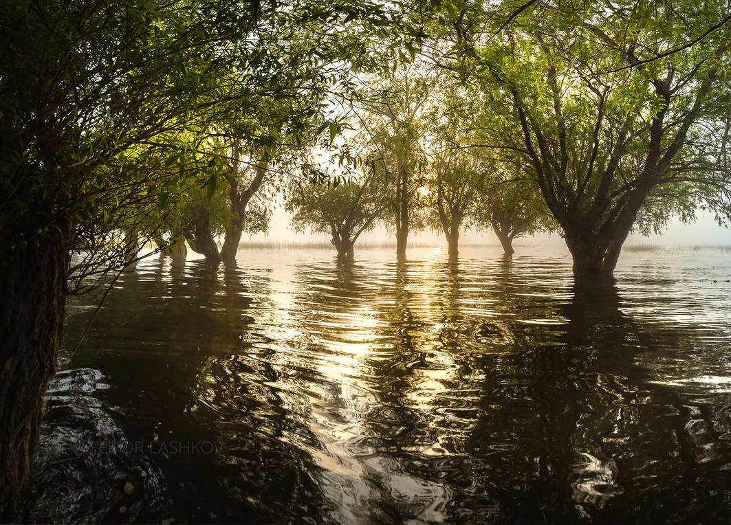 Из серии «Половодье в дельте Волги»